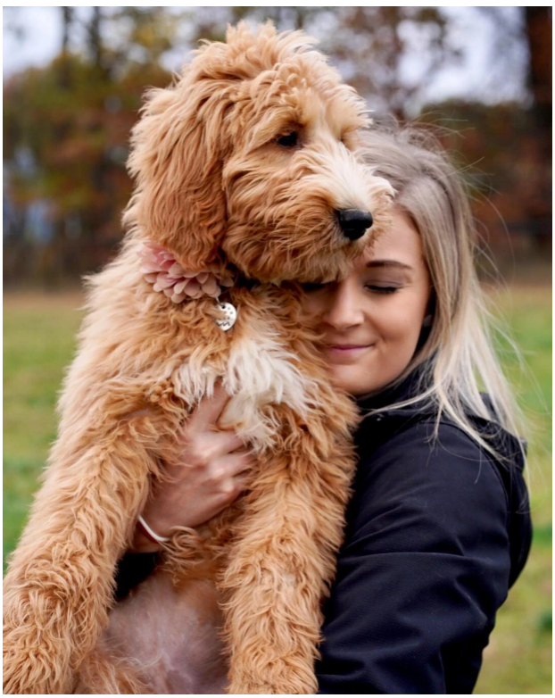 Bernedoodle puppy cost Columbus Ohio Secondary keywords: how much do Bernedoodle puppies cost, Bernedoodle price Ohio SEO Title: Bernedoodle Puppy Cost: What Columbus, Ohio Families Actually Pay Meta Description: Wondering what a Bernedoodle puppy really costs in Columbus, Ohio? See real pricing by size, what affects cost, and first-year expenses to budget for.